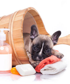 Grooming Essentials