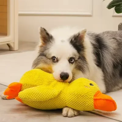 Ducky Buddy